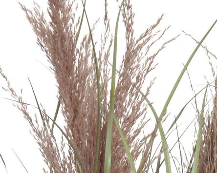 Kaemingk Kunstig Plante Gress H60 (487-800483)
