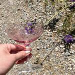 Magnor Glassverk Happy Champagneglass Rosa, 28cl (404-321453)