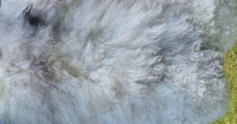 Granberg  Norsk Saueskinn Gråmelert-lys 110cm (668-2001074)