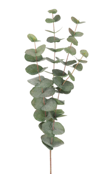 Mr Plant Eucalyptus Kvist Grønn H60cm