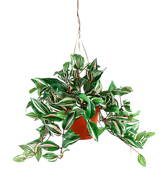 Mr Plant Kunstig Plante Tradescantia Hengende 40cm (260-6634-96-3)