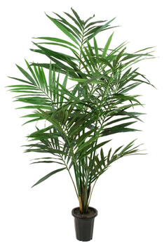Mr Plant Kunstig Plante Kentiapalme H180 (260-7203-180)