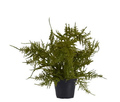 Mr Plant Kunstig Plante Plumosus 30cm (260-9250-90-1)