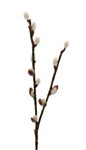 Mr Plant Kunstig Gren Gåsunger H36cm (260-2966-90)