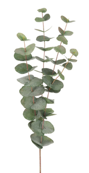 Mr Plant Eucalyptus Kvist Grønn H60cm (260-9953-95)