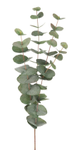 Mr Plant Eucalyptus Kvist Grønn H60cm (260-9953-95)