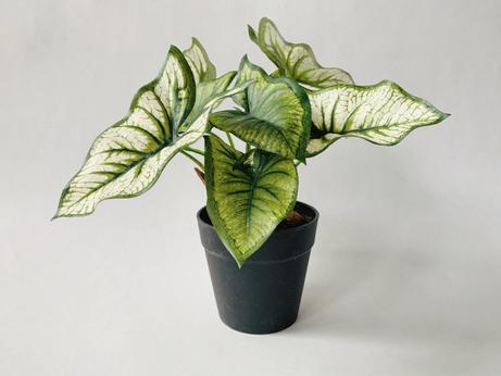 Trend Design Kunstig Plante Syngonium