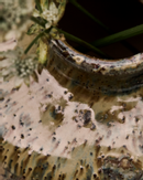 House Doctor Bodi Vase Brun Ø8,5xH8,5 (151-203842501)