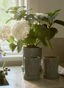 Lexington Potte Terrakotta Eucalytus