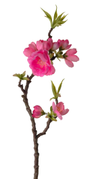 Mr Plant Kunstig Epleblomst Mørk-Rosa H40