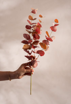 Mr Plant Eucalyptus Kvist Burgunder H60