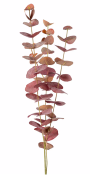 Mr Plant Eucalyptus Kvist Burgunder H60 (260-9953-85)