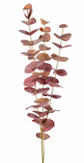 Mr Plant Eucalyptus Kvist Burgunder H60 (260-9953-85)