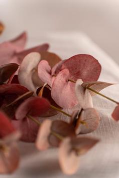 Mr Plant Eucalyptus Kvist Burgunder H60 (260-9953-85)