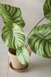 Mr Plant Kunstig Plante Calathea H55cm (260-2139-95-1)