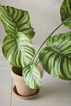 Mr Plant Kunstig Plante Calathea H55cm (260-2139-95-1)
