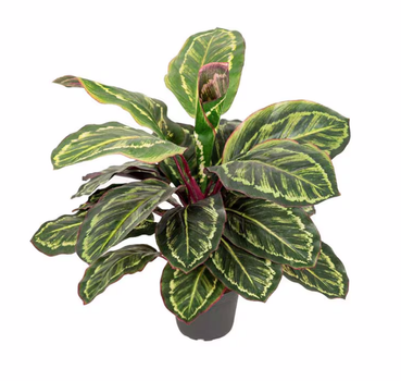 Mr Plant Kunstig Plante Maranta (260-5375-96-1)