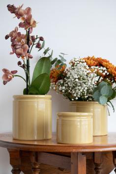 UND Legacy Krukke Sennep  (636-15754)