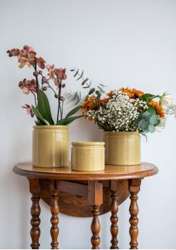 UND Legacy Krukke Sennep  (636-15754)