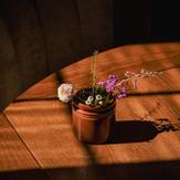 UND Legacy Krukke Terracotta (636-15482)