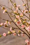 Mr Plant Kunstig Plommeblomst Rosa H90 (260-4686-21)