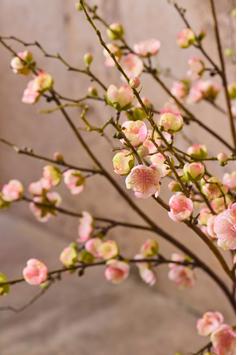 Mr Plant Kunstig Plommeblomst Rosa H90