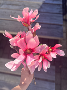 Mr Plant Kunstig Grein Magnolia-Rosa H50cm