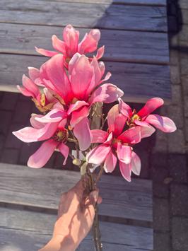 Mr Plant Kunstig gren Magnolia-Rosa H50cm (260-9665-20)