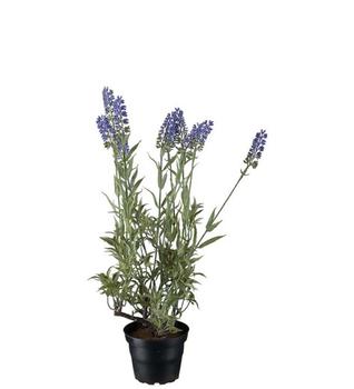 Mr Plant Kunstig Blomst Lavendel H45 (260-9713-40-1)