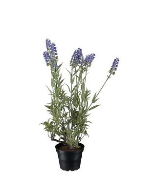 Mr Plant Kunstig Blomst Lavendel H45