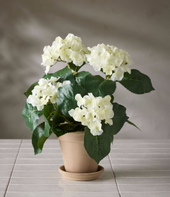 Mr Plant Kunstig Blomst Hortensia Hvit H37
