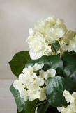 Mr Plant Kunstig Blomst Hortensia Hvit H37 (260-6871-10-1)