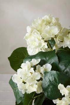 Mr Plant Kunstig Blomst Hortensia Hvit H37 (260-6871-10-1)