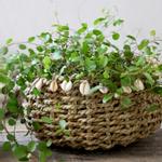 Chic Antique Kurv med skjell (529-15027100,15027200)