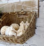 Chic Antique Knaggrekke med kurver L95 (529-41071100)