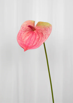 Specktrum Kunstig Blomst Flamingoblomst H59