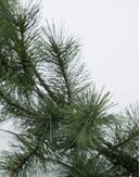 House Doctor Krans Giant Nature LED_Ø45 (151-260250519)