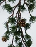 House Doctor Krans Torch Grønn Ø50 (151-267740010)