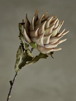 Bloomingville Kunstig Stilkblomst Protea Natur H76