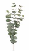Mr Plant Eucalyptus Kvist Grønn H60cm (260-9953-95)