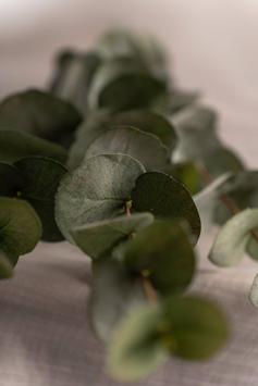 Mr Plant Eucalyptus Kvist Grønn H60cm (260-9953-95)