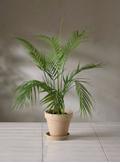Mr Plant Kunstig Plante Bergspalme H60cm (260-3113-060)