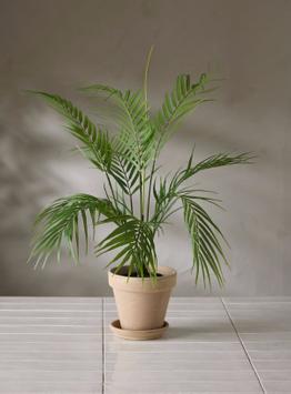 Mr Plant Kunstig Plante Bergspalme H60cm