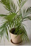 Mr Plant Kunstig Plante Bergspalme H60cm (260-3113-060)
