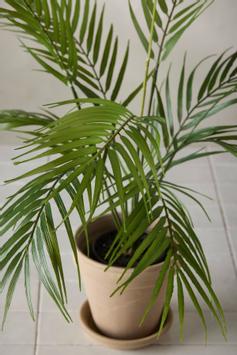 Mr Plant Kunstig Plante Bergspalme H60cm (260-3113-060)