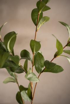 Mr Plant Kunstig kvist Ruscus H110 grønn (260-4637-90)