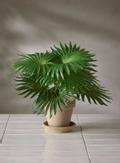 Mr Plant Kunstig Plante Palme (260-2649-90-1)