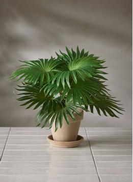 Mr Plant Kunstig Plante Palme