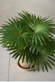 Mr Plant Kunstig Plante Palme (260-2649-90-1)