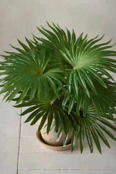 Mr Plant Kunstig Plante Palme (260-2649-90-1)